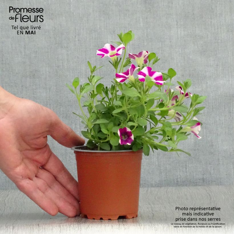 Example of Petunia Bicolor Cabernet Kleine Töpfe von 8/9 cm as you get in printemps
