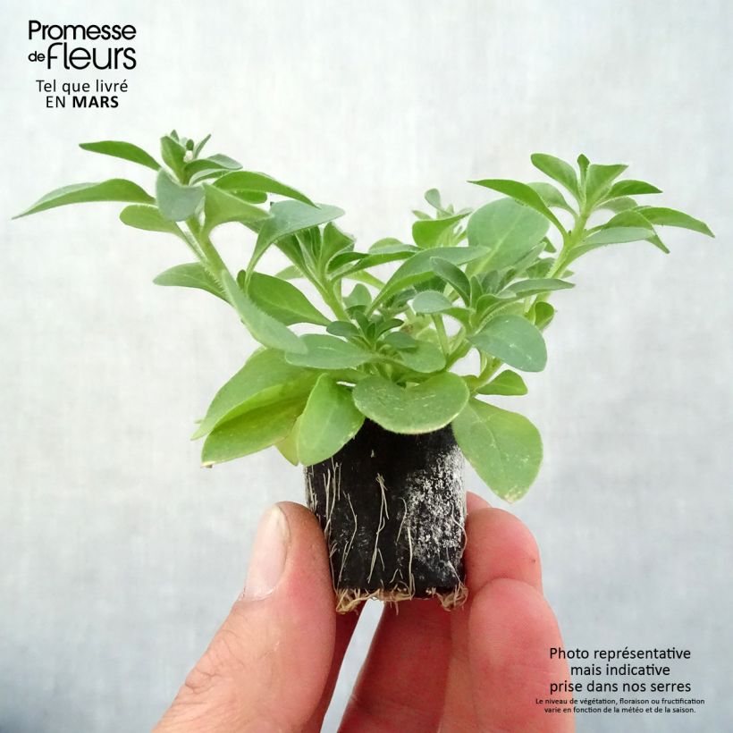 Example of Petunia Cascadias Rim Magenta Mini-Plug Ø 3/4 cm as you get in printemps