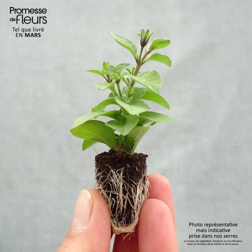 Example of Petunia Chocolina Mini-Plug Ø 1,5/2,5 cm as you get in printemps