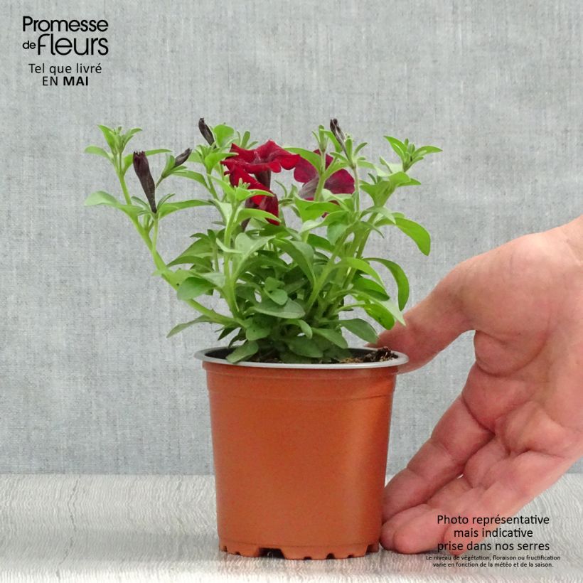 Example of Petunia Chocolina Kleine Töpfe von 8/9 cm as you get in printemps