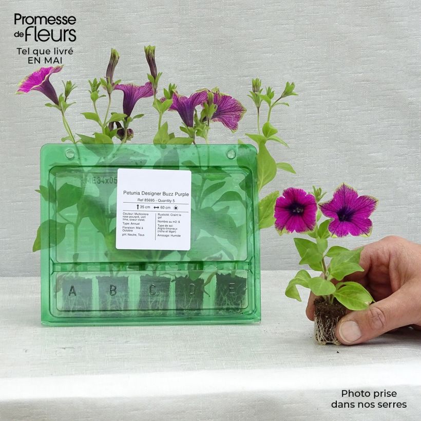 Example of Petunia Designer Buzz Purple Mini-Plug Ø 1,5/2,5 cm as you get in printemps