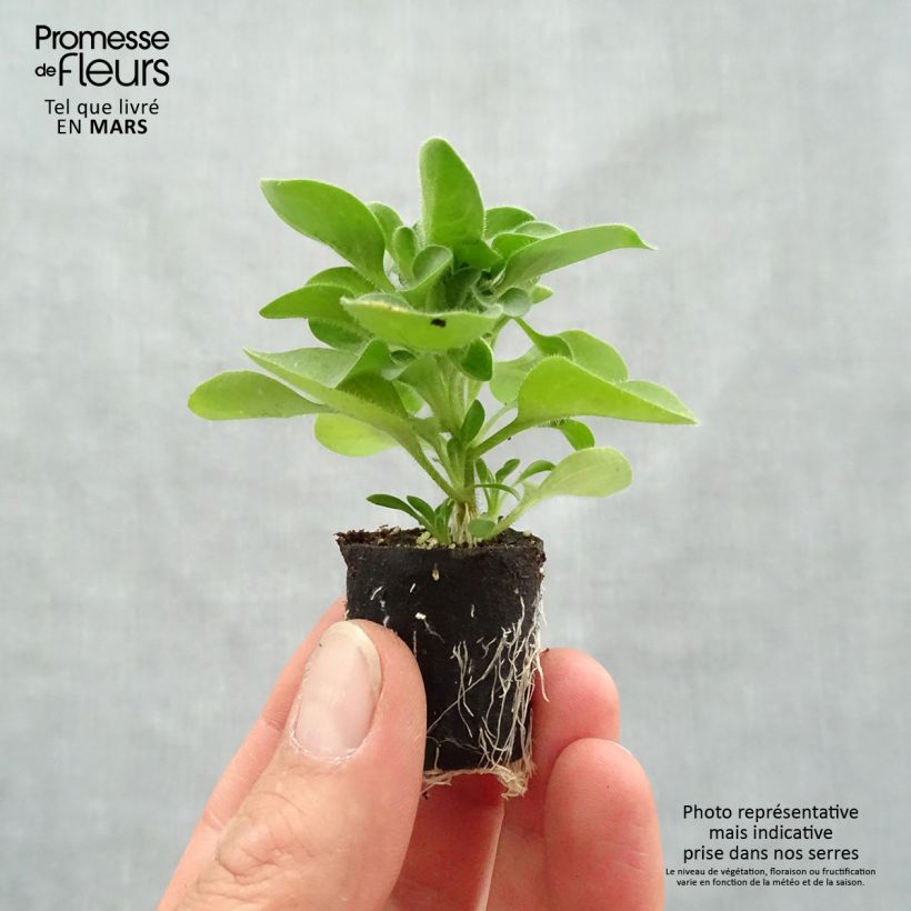 Example of Petunia Designer Cappuccino Mini-Plug Ø 3/4 cm as you get in printemps