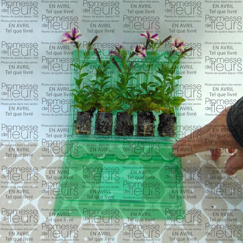 Example of Petunia Dreamstar Mini-Plug Ø 3/4 cm as you get