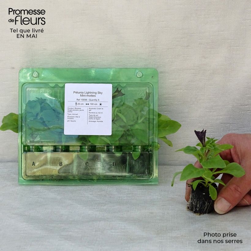 Example of Petunia Lightning Sky Mini-Plug Ø 3/4 cm as you get in printemps