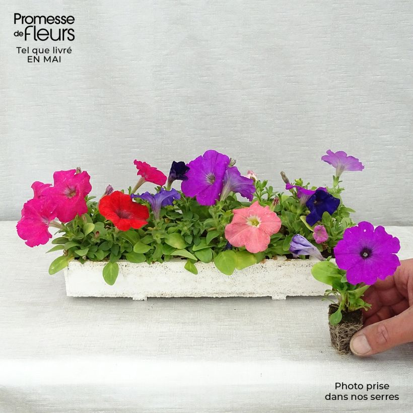 Example of Petunia Mambo Mix Jardi-Plug: Wurzelballen 3,8 cm x 3,2 cm in Anzuchtplatte à 15 Stück. as you get in printemps