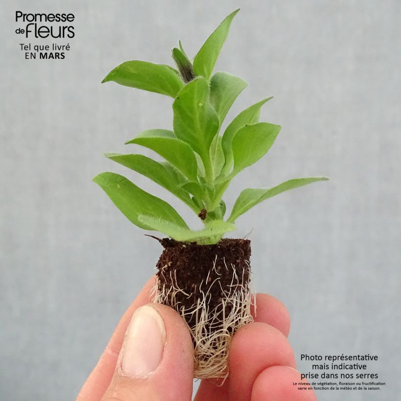 Example of Petunia Merlot Mini-Plug Ø 1,5/2,5 cm as you get in printemps