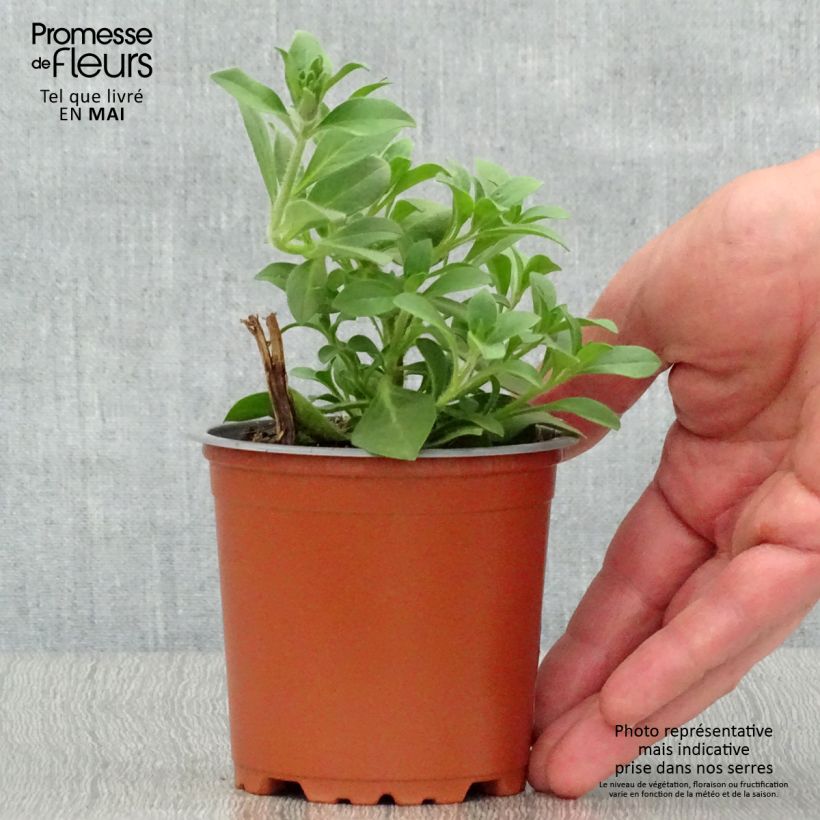 Example of Petunia Merlot Kleine Töpfe von 8/9 cm as you get in printemps