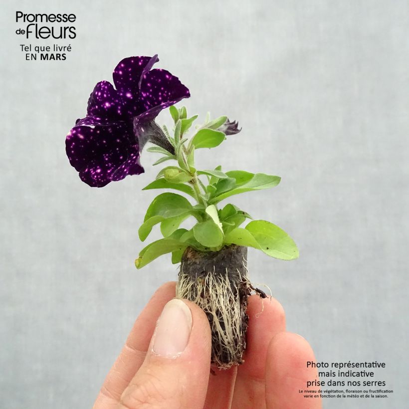 Example of Petunia Mystery Sky Mini-Plug Ø 1,5/2,5 cm as you get in printemps