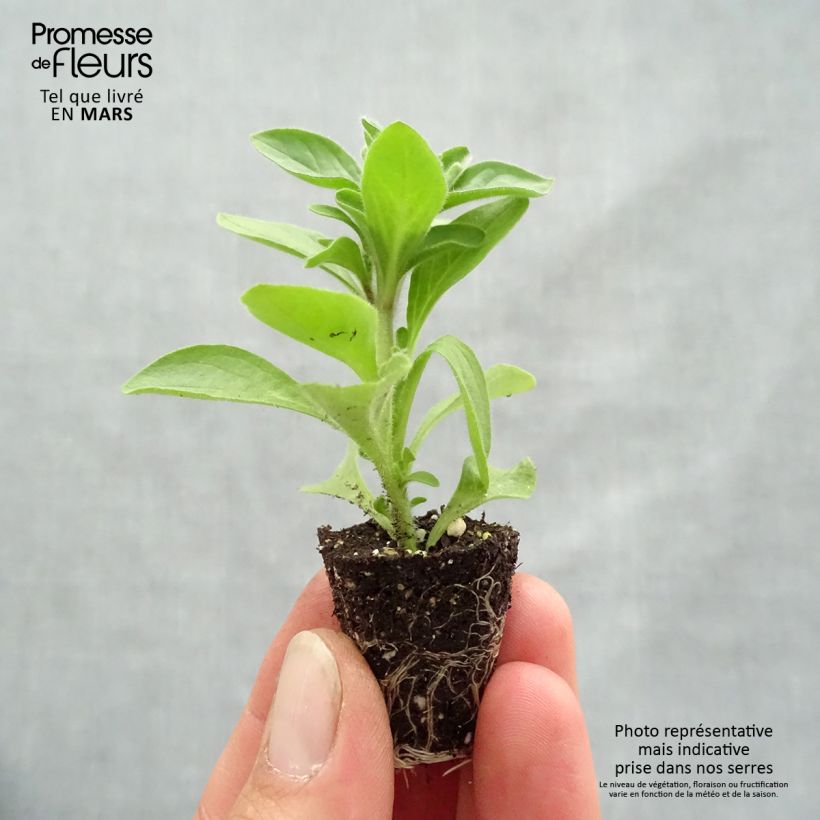 Example of Petunia Mystical Midnight Gold Mini-Plug Ø 3/4 cm as you get in printemps