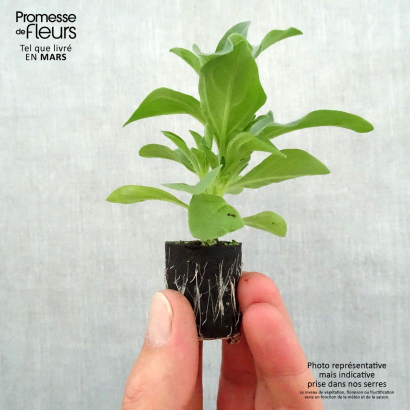 Example of Petunia Night Sky Mini-Plug Ø 3/4 cm as you get in printemps