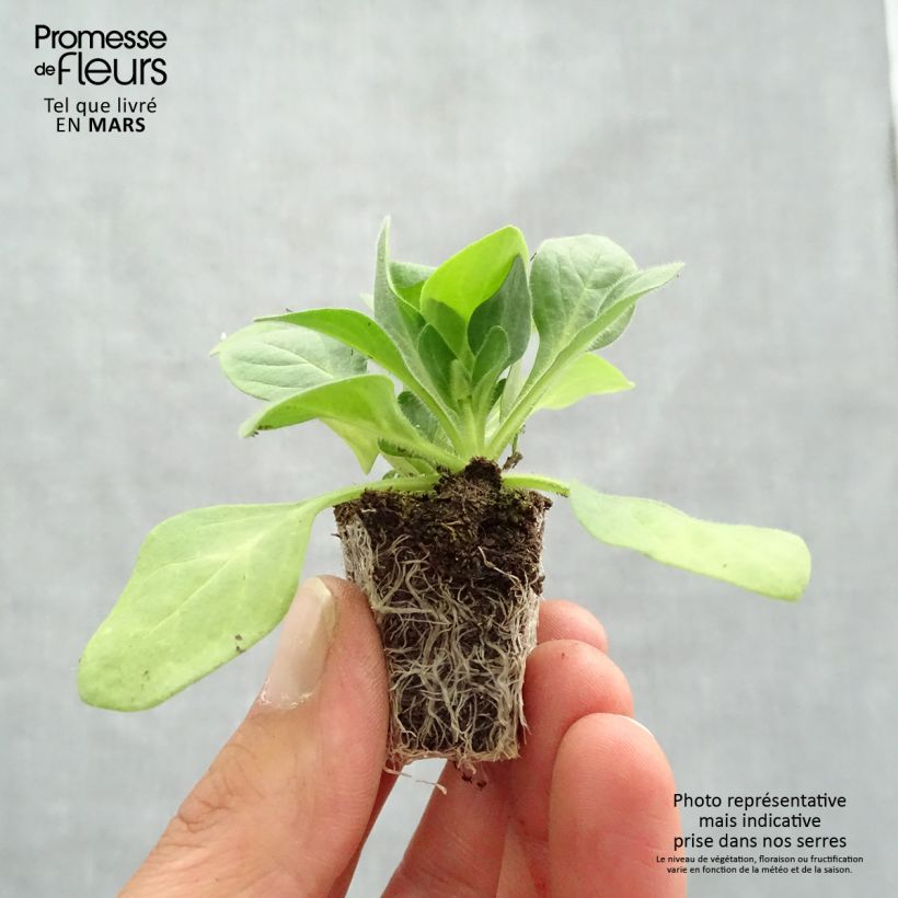 Example of Petunia Parure Mix Jardi-Plug: Wurzelballen 3,8 cm x 3,2 cm in Anzuchtplatte à 15 Stück. as you get in printemps