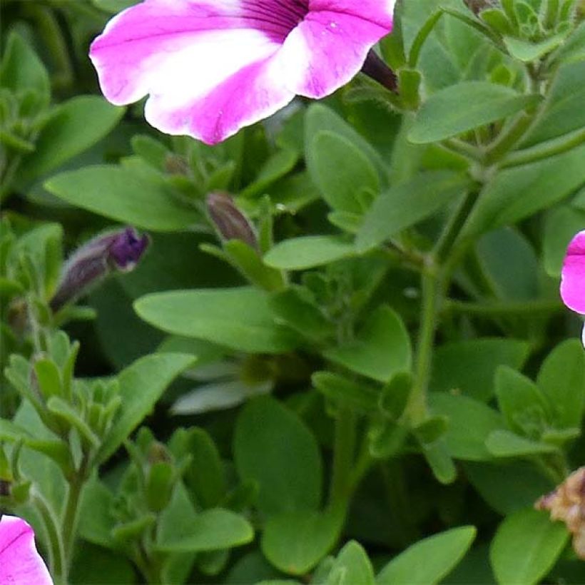 Petunia Raspberry Star (Foliage)