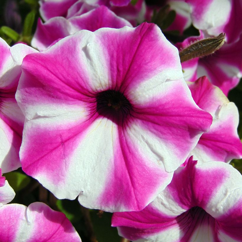Petunia Raspberry Star (Flowering)