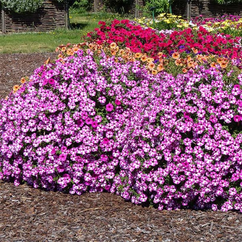 Petunia Raspberry Star (Plant habit)