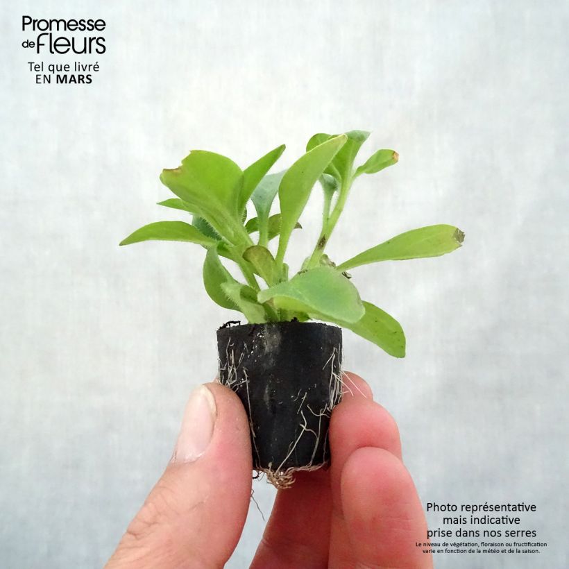Example of Petunia Red Carpet Collection Rimarkable Mini-Plug Ø 1,5/2,5 cm as you get in printemps