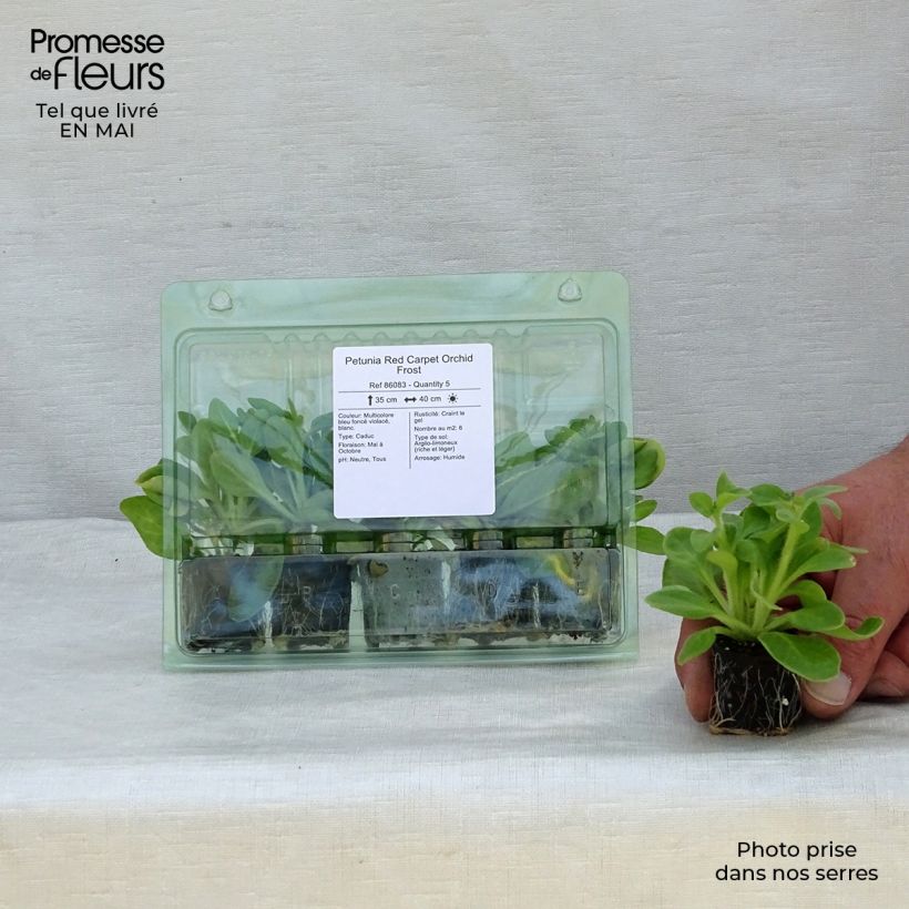 Example of Petunia Red Carpet Orchid Frost Mini-Plug Ø 3/4 cm as you get in printemps