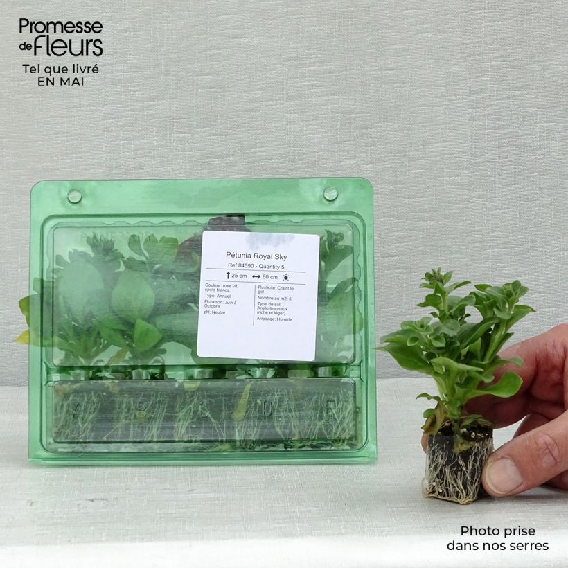 Example of Petunia Royal Sky Mini-Plug Ø 3/4 cm as you get in printemps