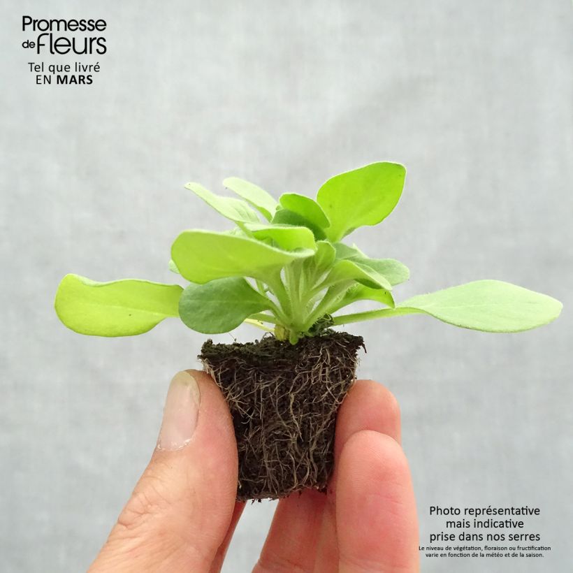 Example of Petunia Sophistica Blackberry Jardi-Plug: Wurzelballen 3,8 cm x 3,2 cm in Anzuchtplatte à 15 Stück. as you get in printemps