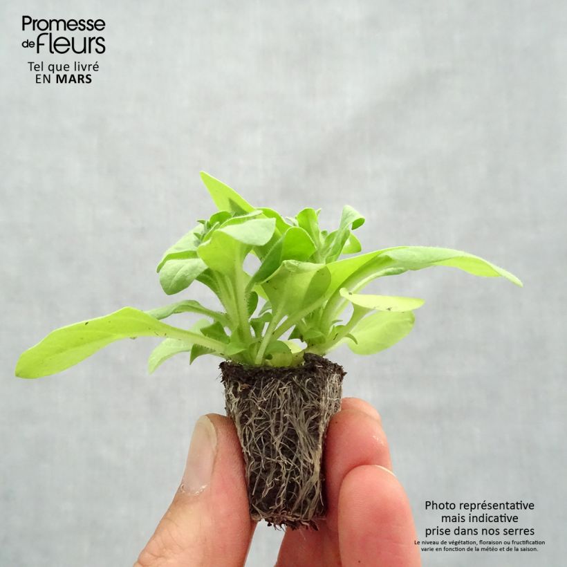 Example of Petunia Sophistica Lime Green Jardi-Plug: Wurzelballen 3,8 cm x 3,2 cm in Anzuchtplatte à 15 Stück. as you get in printemps