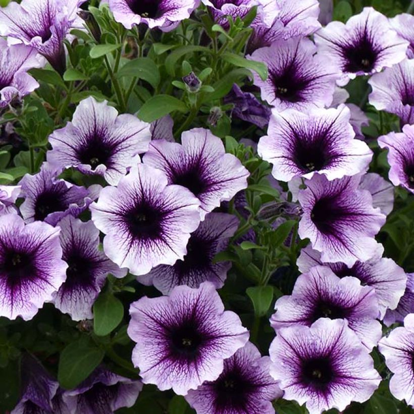 Petunia Supertunia Bordeaux (Flowering)