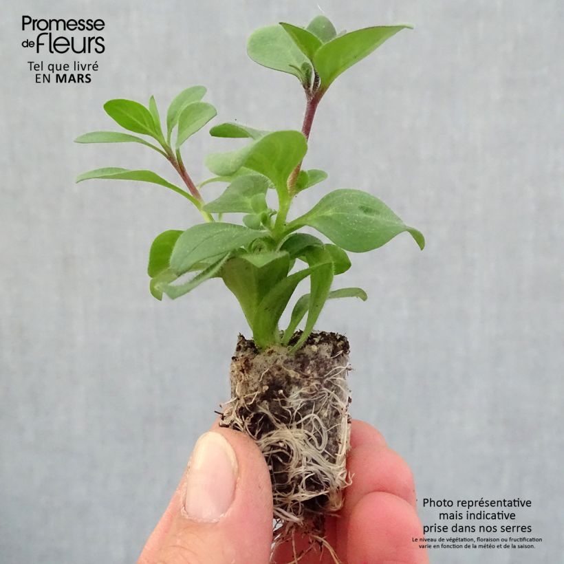 Example of Petunia Supertunia Bordeaux Mini-Plug Ø 1,5/2,5 cm as you get in printemps