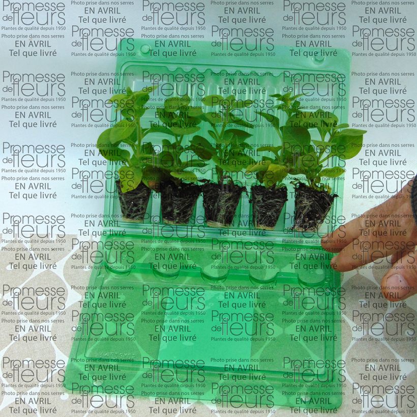 Example of Petunia Supertunia Mini Blast Rose Mini-Plug Ø 3/4 cm as you get