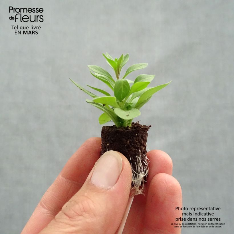 Example of Petunia Supertunia Mini Vista Violet Star Mini-Plug Ø 1,5/2,5 cm as you get in printemps