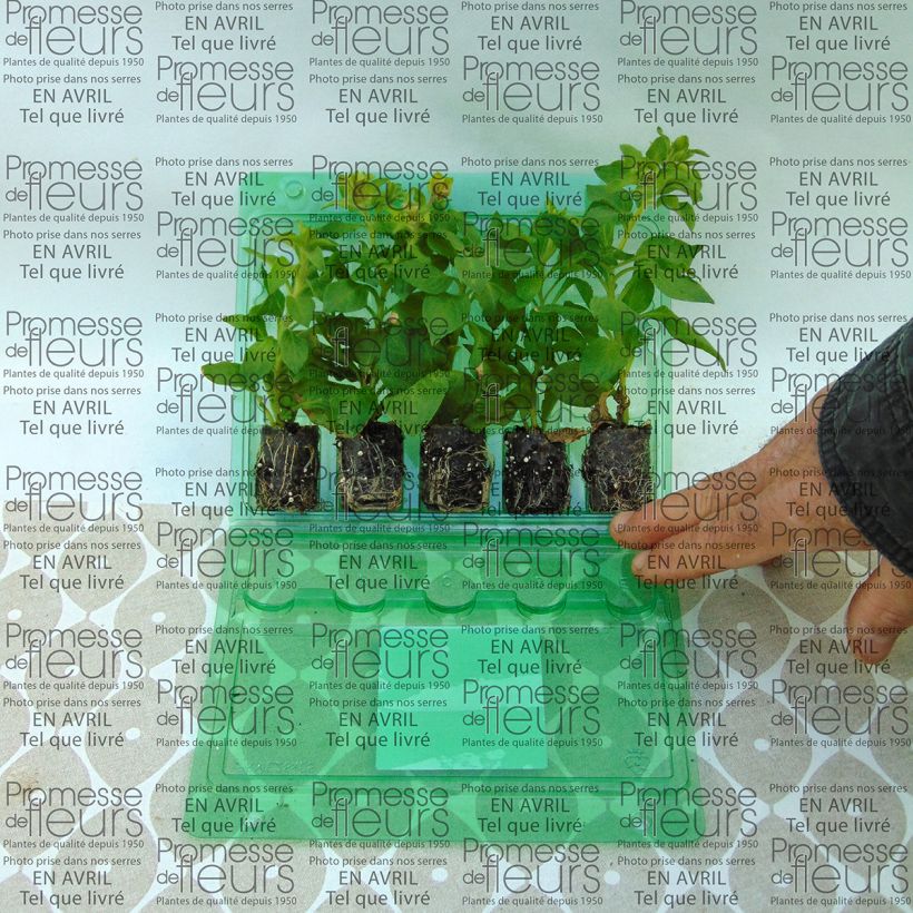 Example of Petunia Supertunia Picasso in Pink Mini-Plug Ø 3/4 cm as you get