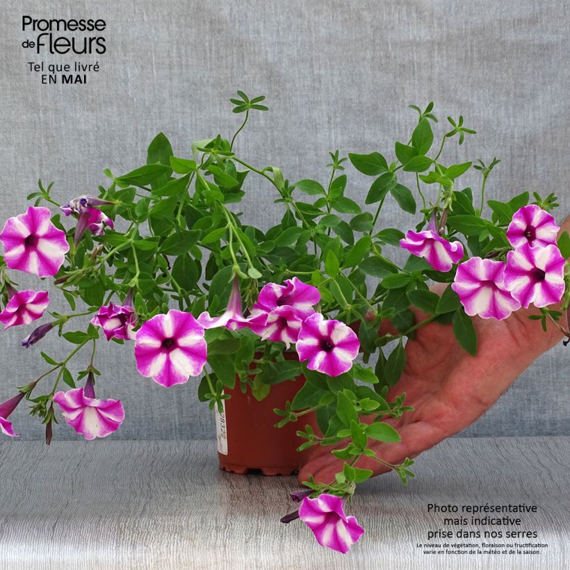 Example of Petunia Raspberry Star Kleine Töpfe von 8/9 cm as you get in printemps