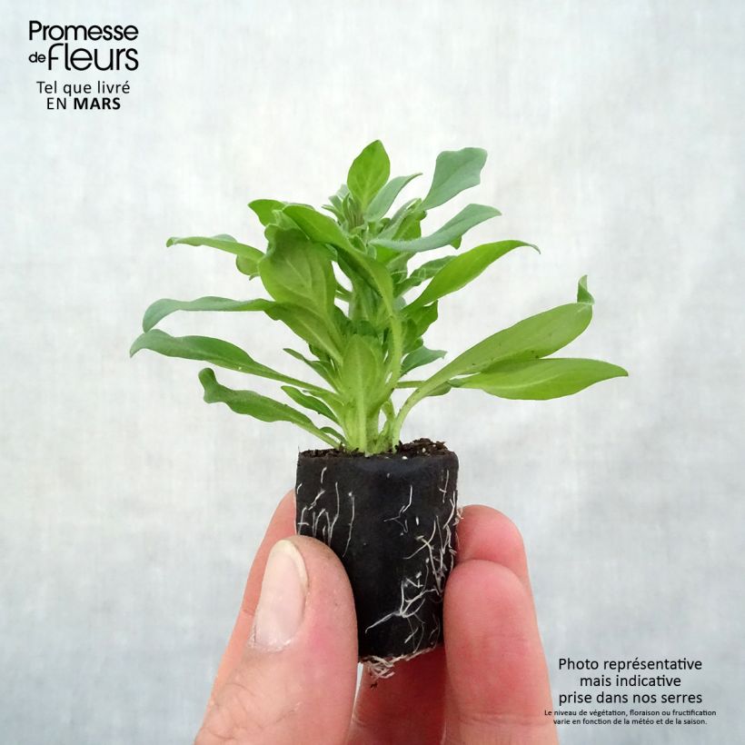 Example of Petunia Supertunia Vista Fuchsia Mini-Plug Ø 3/4 cm as you get in printemps