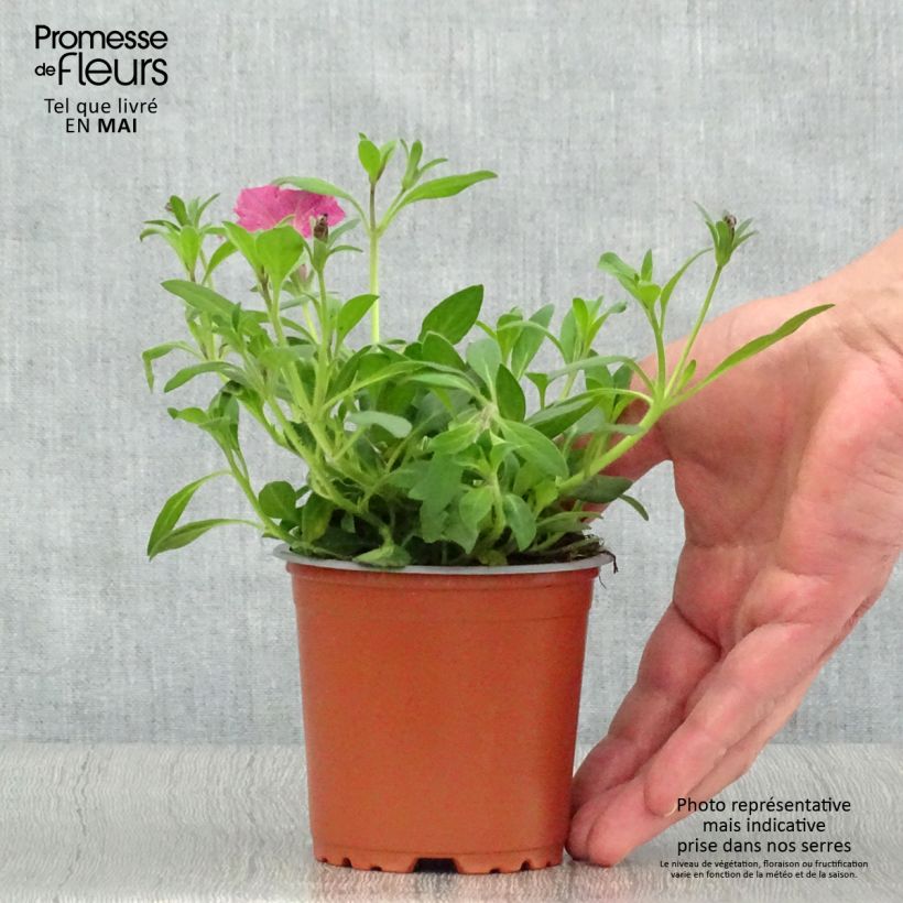 Example of Petunia Supertunia Vista Fuchsia Topf 10 cm/11cm as you get in printemps