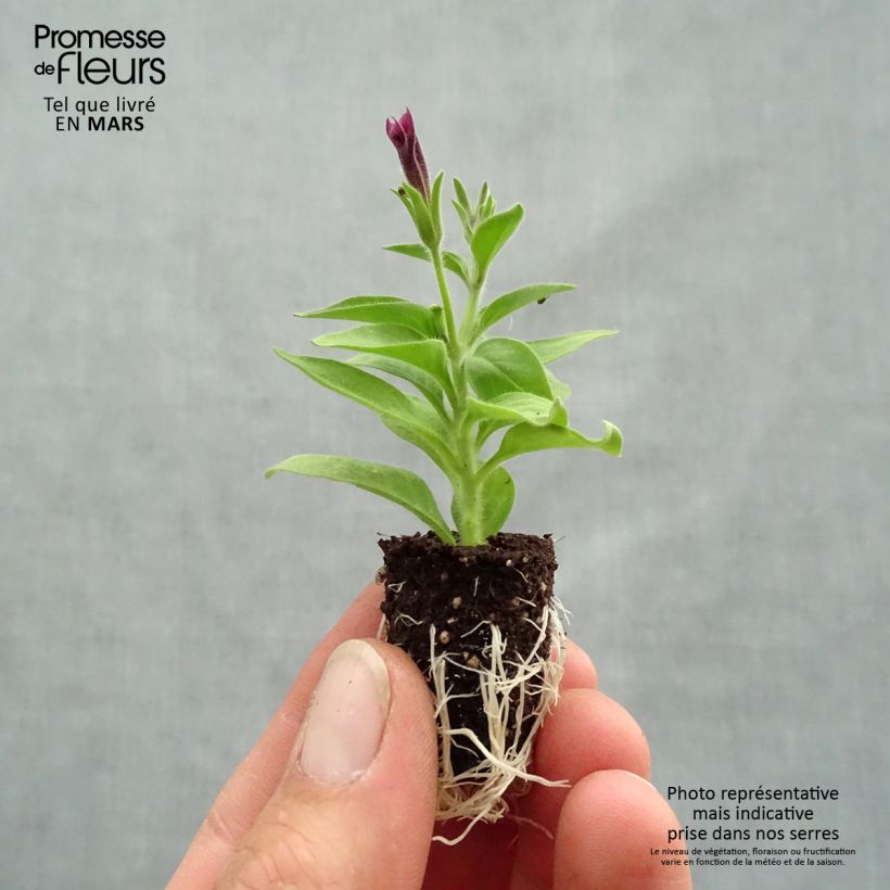 Example of Petunia Supertunia Vista Paradise Mini-Plug Ø 1,5/2,5 cm as you get in printemps