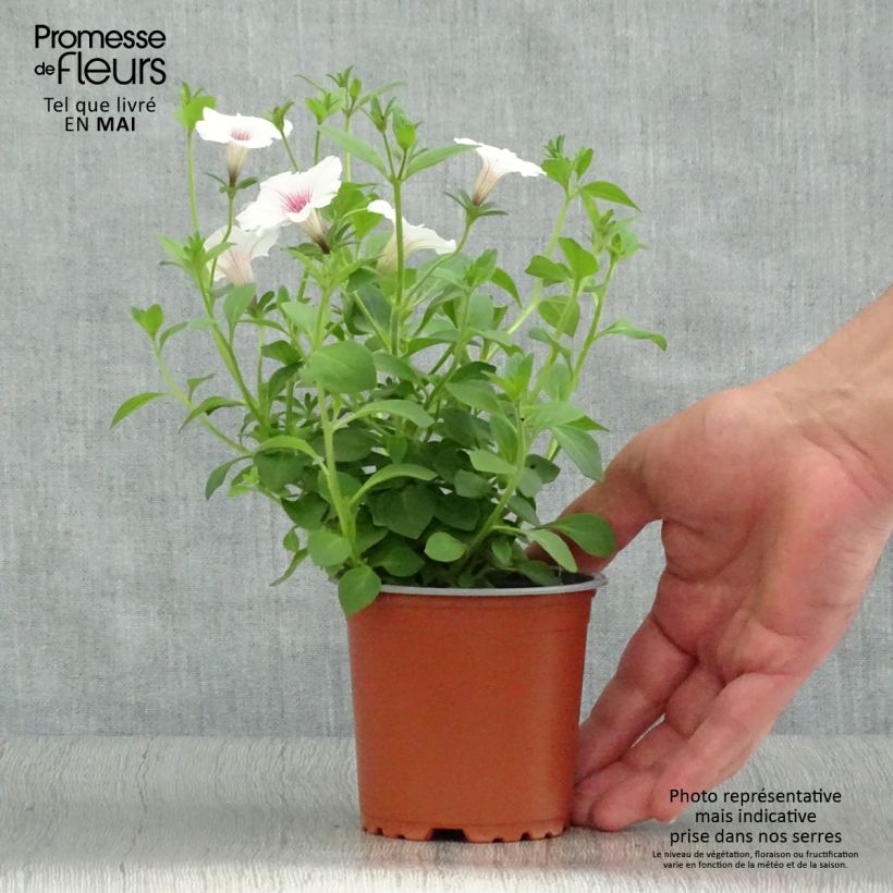 Example of Petunia Supertunia Vista Silverberry Kleine Töpfe von 8/9 cm as you get in printemps