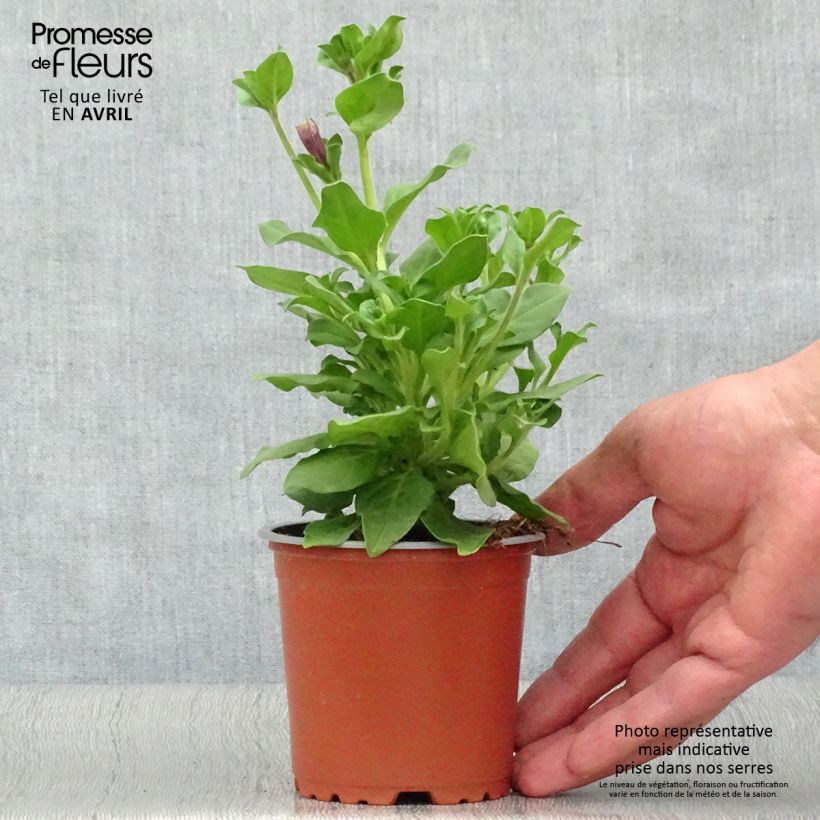 Example of Petunia surfinia Double Lilac Topf 10 cm/11cm as you get in printemps