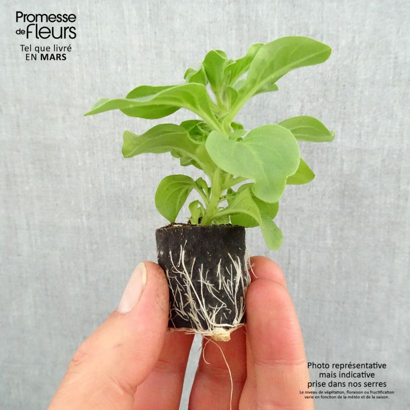 Example of Petunia surfinia Heavenly Blue Mini-Plug Ø 3/4 cm as you get in printemps