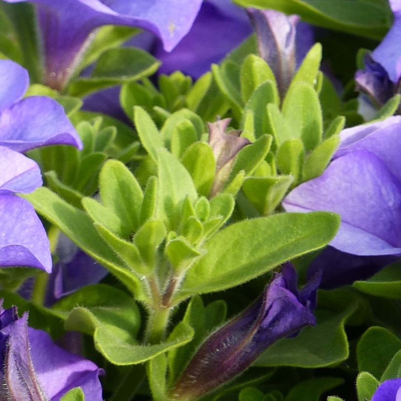 Petunia surfinia Heavenly Blue (Foliage)