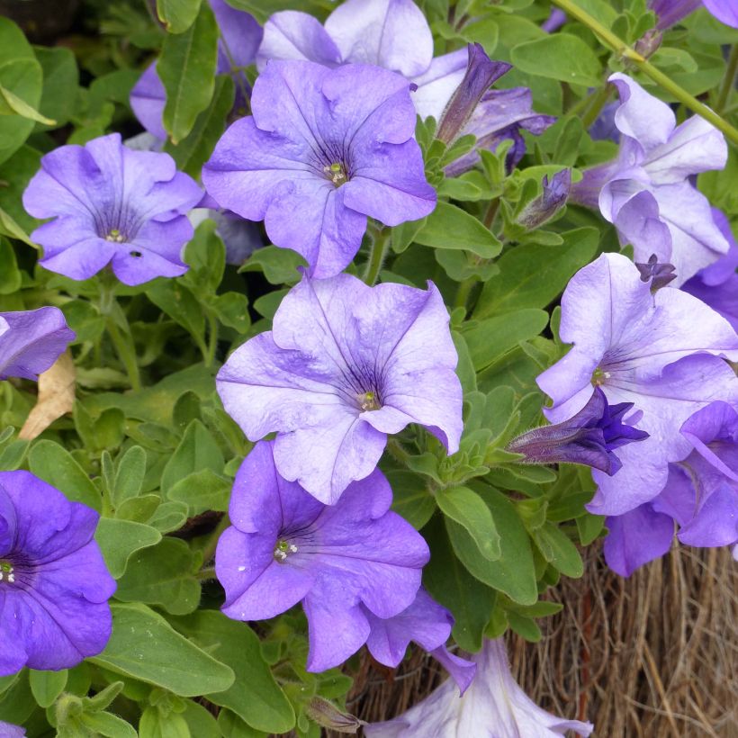 Petunia surfinia Heavenly Blue (Flowering)