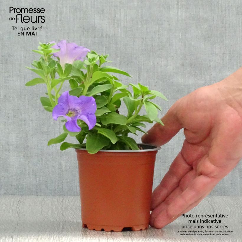 Example of Petunia surfinia Heavenly Blue Kleine Töpfe von 8/9 cm as you get in printemps