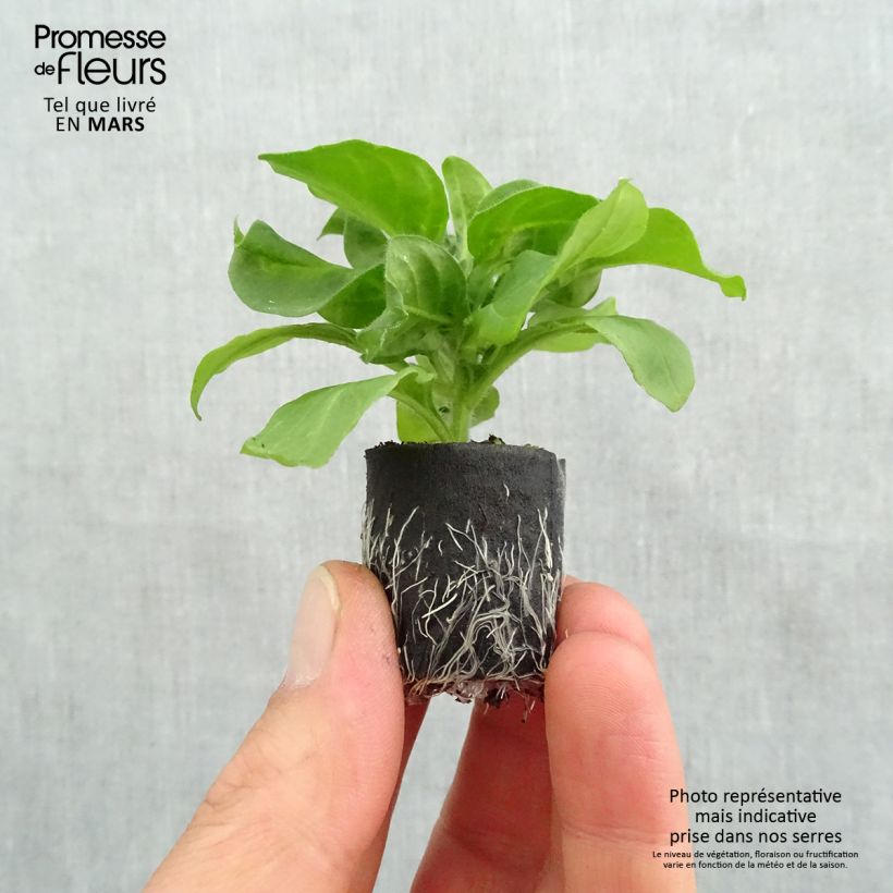 Example of Petunia surfinia Hot Pink Mini-Plug Ø 3/4 cm as you get in printemps