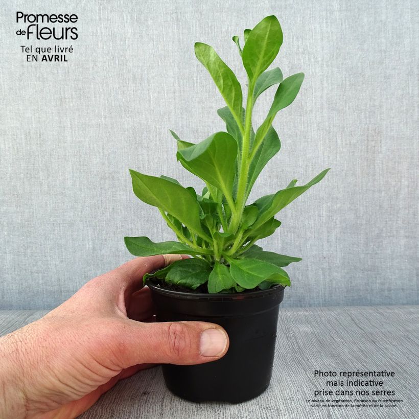 Example of Petunia surfinia Hot Pink Topf 10 cm/11cm as you get in printemps