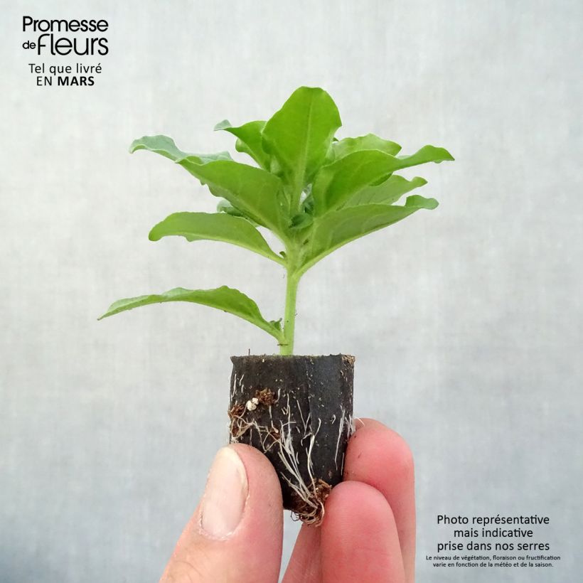 Example of Petunia surfinia Purple Mini-Plug Ø 3/4 cm as you get in printemps