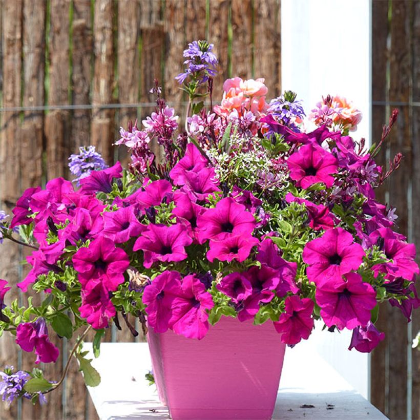 Petunia surfinia Purple (Plant habit)