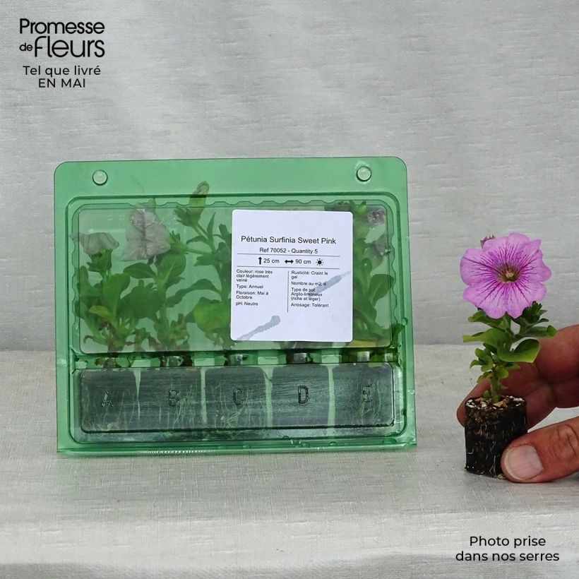 Example of Petunia surfinia Sweet Pink Mini-Plug Ø 3/4 cm as you get in printemps