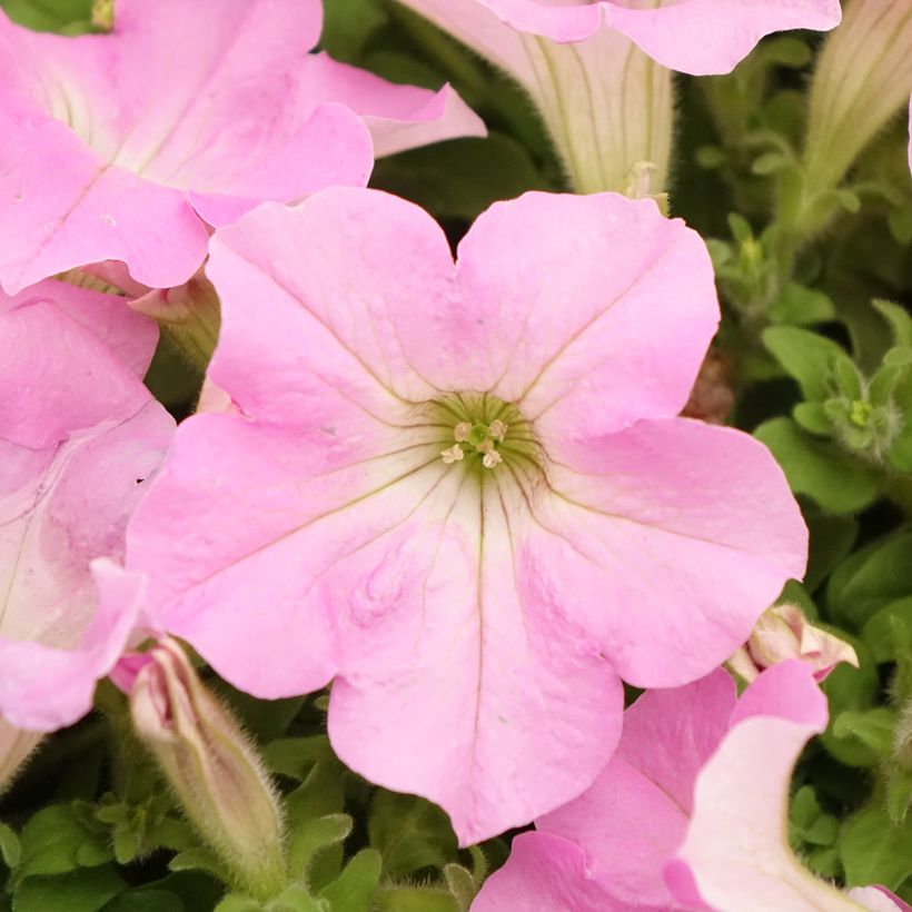 Petunia Surfinia Trailing Big Pink (Blüte)