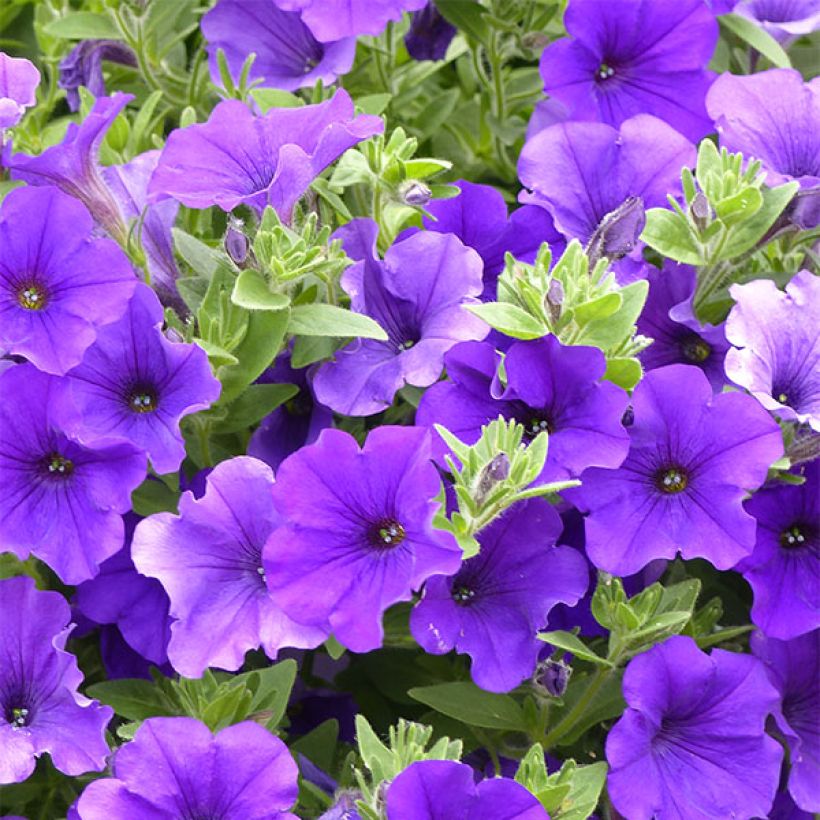 Petunia surfinia Giant Blue (Flowering)