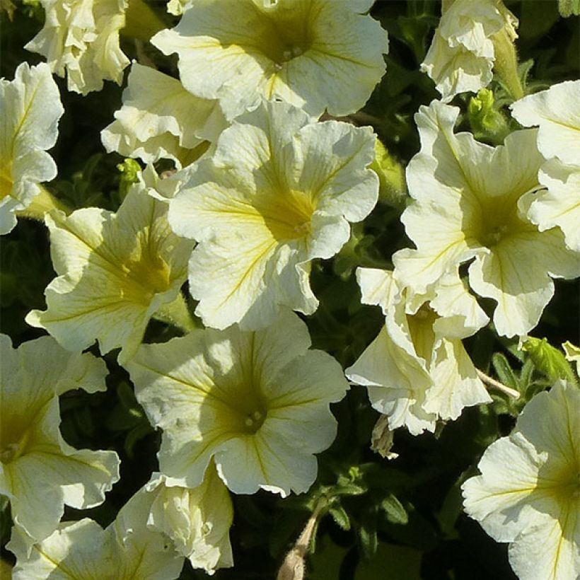 Petunia surfinia Yellow (Flowering)