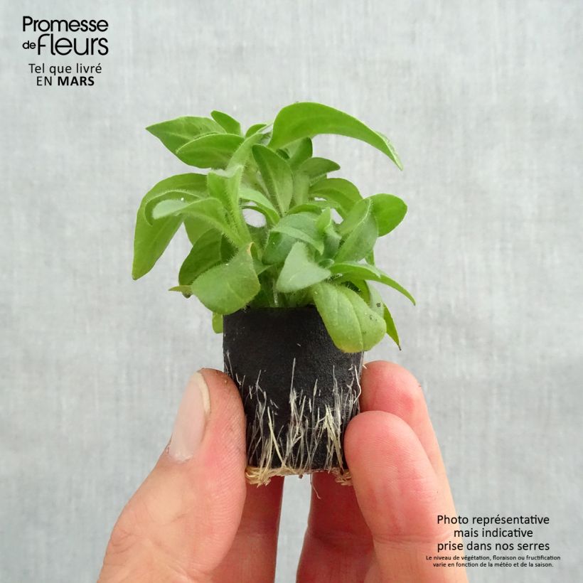 Example of Petunia surfinia Yellow Mini-Plug Ø 3/4 cm as you get in printemps