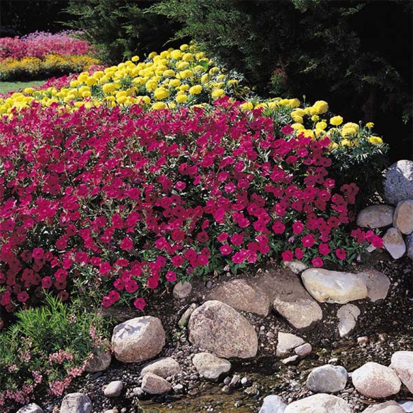 Petunia Tidal Wave F1 Cherry (Plant habit)