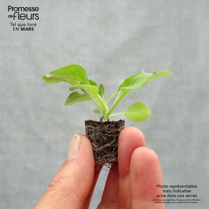 Example of Petunia Tidal Wave F1 Cherry Mini-Plug Ø 3/4 cm as you get in printemps