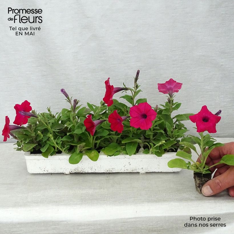 Example of Petunia Tidal Wave F1 Cherry Jardi-Plug: Wurzelballen 3,8 cm x 3,2 cm in Anzuchtplatte à 15 Stück. as you get in printemps